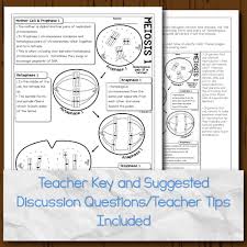 Cut and paste meiosis worksheet answers, meiosis stages worksheet and meiosis stages worksheet are three main. Meiosis Doodle Diagrams