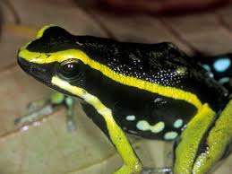 Poison Dart Frog Species Wwf