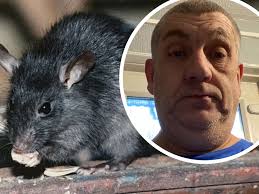 'It's like a nightclub with the noise': Bridgend man's nightmare rat  infestation in family home