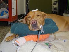 4 devine st, north haven, ct 06473. New Haven Central Hospital Centralpetvet Profile Pinterest