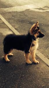 German Shepherd Puppy Shepherd Puppies German Shepherd Puppies Puppies