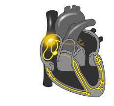 Heart Animated Gif Cardiac Cycle Medical Anatomy Heart Function