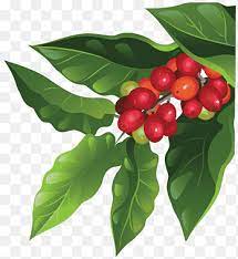 Red Berry Fruits Illustration Coffee Bean Berry Arabica Coffee Fruit Plants Natural Foods Leaf Png Pngegg