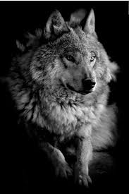 Selin Adli Kullanicinin Wolf Werewolf Panosundaki Pin Siyah Kurtlar Siyah Kurt