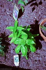 Image result for Ocimum basilicum