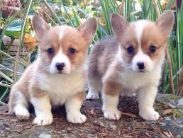 January 2021 beautiful pembroke welsh corgi puppies! Pembroke Welsh Corgi Indianapolis For Sale Muncie Anderson Pets Dogs