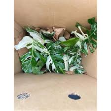 Image result for Selago albomarginata