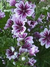 Zebra Hollyhocks Are Perennials That Bloom All Summer Long They Are Easy To Grow Self Seed Are Drought Tolerant And At Flowers Perennials Perennials Plants