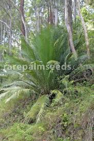 Image result for Macrozamia johnsonii