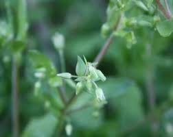 Image result for Drymaria