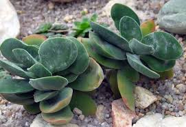Image result for Crassula granvikii