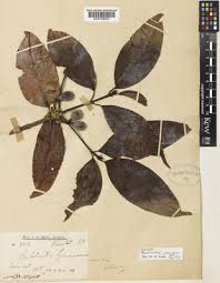 Image result for Beilschmiedia michelsonii