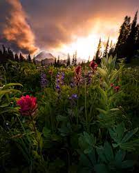 I Don T Get The Soft Connotations Surrounding Flowers I Mean They Literally Eat The Sun Aren T Scared Of Bees And D Nature Photos Beautiful Landscapes Nature