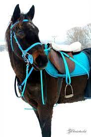 The lower legs, the points, and mane and tail, remain black. 15 Buckskin Horse Ideas Horse Tack Horse Accessories Horses
