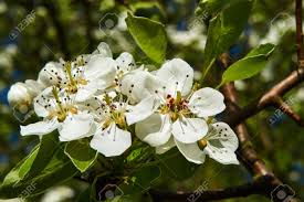 Check spelling or type a new query. Small White Flowers On A Tree In The Spring In Poland Stock Photo Picture And Royalty Free Image Image 61273259