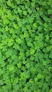 Image result for Marsilea farinosa
