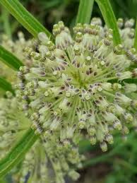 Image result for Asclepias