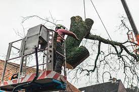 7 736 tykkäystä · 834 puhuu tästä · 361 oli täällä. Tree Removal Wauwatosa Wi Tree Service Trimming Wauwatosa Tree Care