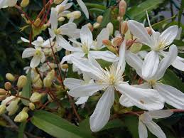 Genus name comes from the greek word klematis which is an old name applied to climbing plants. Clematis Armandii Evergreen Clematis World Of Flowering Plants