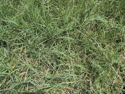 Image result for Cynodon incompletus