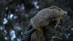 How to watch 2019 groundhog day. Groundhog Day 2019 Results Phil Predicts Early Spring Sees No Shadow