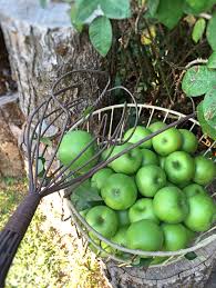 Еще примеры но почему ты спрашиваешь? A Pluckin Good Time Picking Green Apples With My Handy Apple Picker Green Apple Apple Green