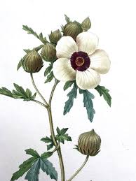 Image result for Hibiscus trionum