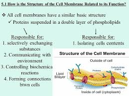 What structure is responsible for storing glycogen for the cell's main energy source? What Is Plasma Membrane What Are Its Function Brainly In