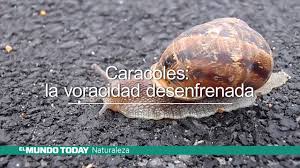 También reduce el riesgo del caracol ante las heridas. Caracoles La Voracidad Desenfrenada El Mundo Today 24h Hd Youtube