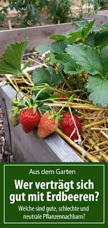 Wer Vertragt Sich Gut Mit Erdbeeren Gruneliebe De In 2020 Erdbeeren Garten Pflanzen Erdbeeren