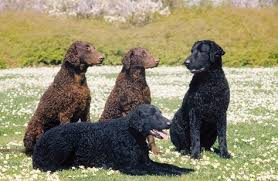 It does best with at least a large softmaple curly coated retriever puppies at 5 weeks old. 100 Curly Coated Retrievers Ideas Curly Coated Retriever Retriever Dog Retriever