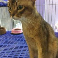 No 105, blok 3, pangsapuri anggerik indah, e. Photos At Imadi Pet Now Closed Pet Store In Shah Alam