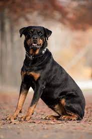 The best way to determine the temperament of a mixed breed is to look up all breeds in the cross and know you can get any combination of any of the characteristics found in either breed. Rottweiler Lab Mix A Lovable Malleable Breed Labrottie Com