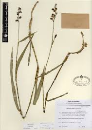 Image result for Murdannia simplex