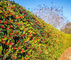 Learn how to design your landscape with maintenance in mind to create a beautiful north texas yard that requires less. Oneneighbor Blog Best Plants To Use To Create A Privacy Screen In North Texas