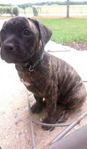Tiger Stripe Black And Brown Pitbull This Is Dede She Is A Pit Mastiff Lab Mix Mom Is Blonde Brindle And Dad Is Blonde She Is Different Https Lab Mix Puppies Pitbull Mix Puppies Mastiff Puppies