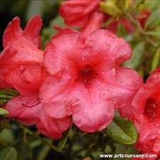 Rhododendron Elizabeth Ostbo Red Rhododendron Nursery Art Red