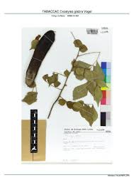 Image result for Aedesia glabra