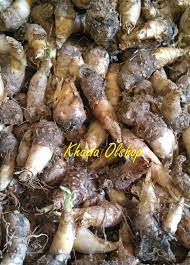 Cara Sederhana Menanam Bunga Sedap Malam Di Pekarangan Rumah Bunga Menanam Bunga Sederhana