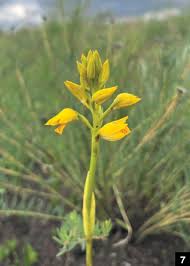 Image result for Eulophia obscura