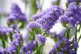 Image result for Limonium
