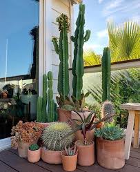 Outdoor Terracotta Cactus Collection Cactuscollection Cactus House Plants Plants Succulents Decor