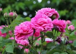 Check spelling or type a new query. Growing Roses In Texas State Fair Of Texas