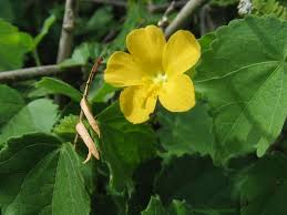 Image result for Abutilon sonneratianum