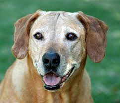 With our mobile society many families choose pet cremation in order to keep their pet's memorial with them. Putting Your Pet To Sleep