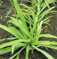 Image result for Chlorophytum nubicum