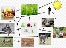 Hutan adalah salah satu bentuk dari contoh ekosistem alami. Primata Makanan Web Rantai Makanan Gambar Png