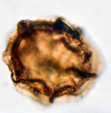 Image result for Asplenium aethiopicum