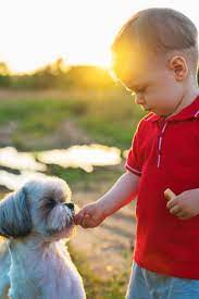 One Year Child Feeding Dog On Nature Walking Sunset Light Colors Shihtzu Shih Tzu Dogs Dog Feeding