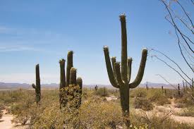 Homes for sale in tucson, az have a median listing price of $260,000. Saguaro National Park Home Of The Monster Cactus Curious Craig